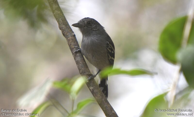 Bolivian Slaty Antshrike