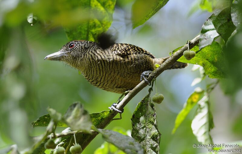 Fasciated Antshrike