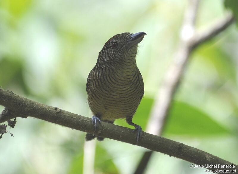 Fasciated Antshrike