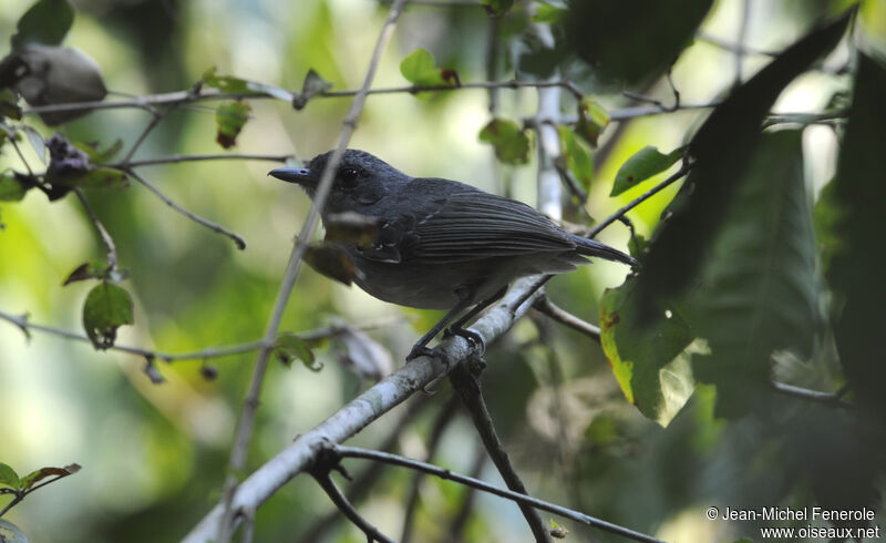 Plain Antvireo male adult