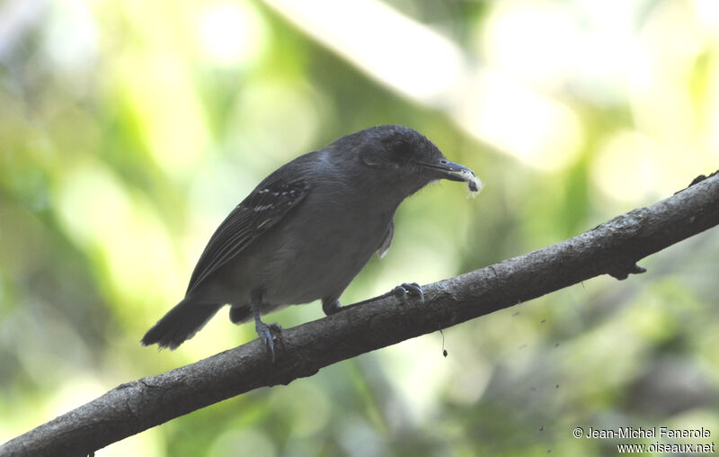 Plain Antvireo male adult