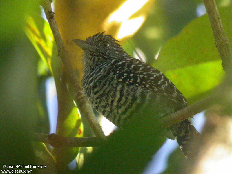 Barred Antshrike male adult