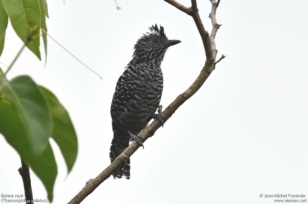Barred Antshrike male