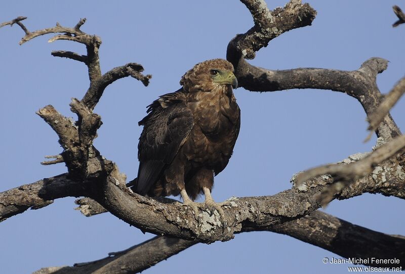 Bateleur des savanes