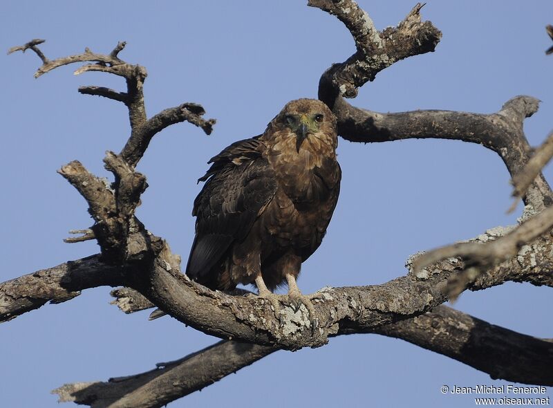 Bateleur des savanes