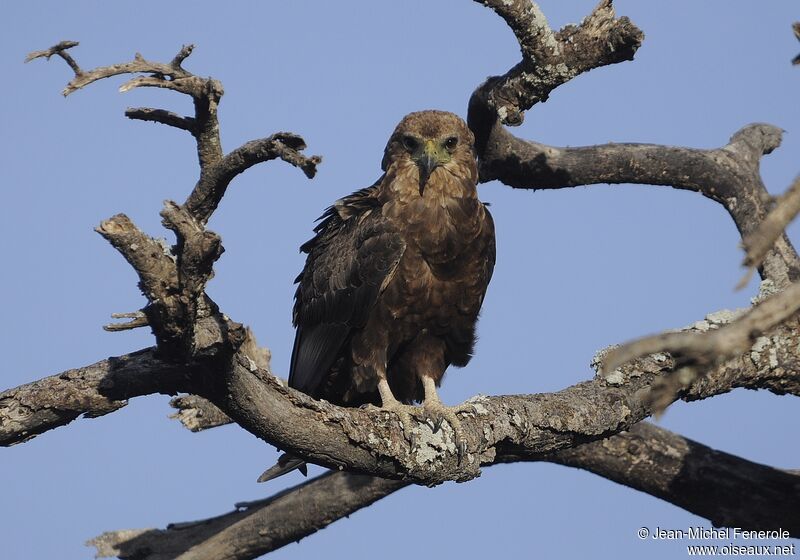 Bateleur des savanes