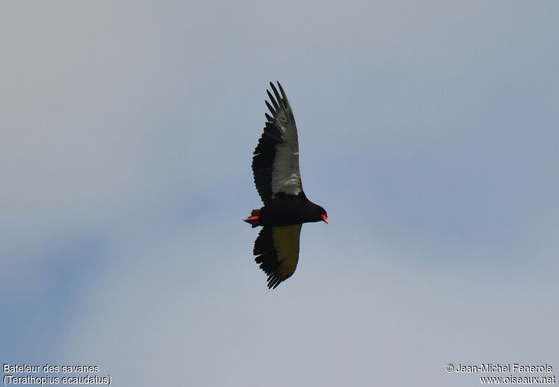 Bateleur