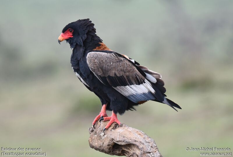 Bateleur