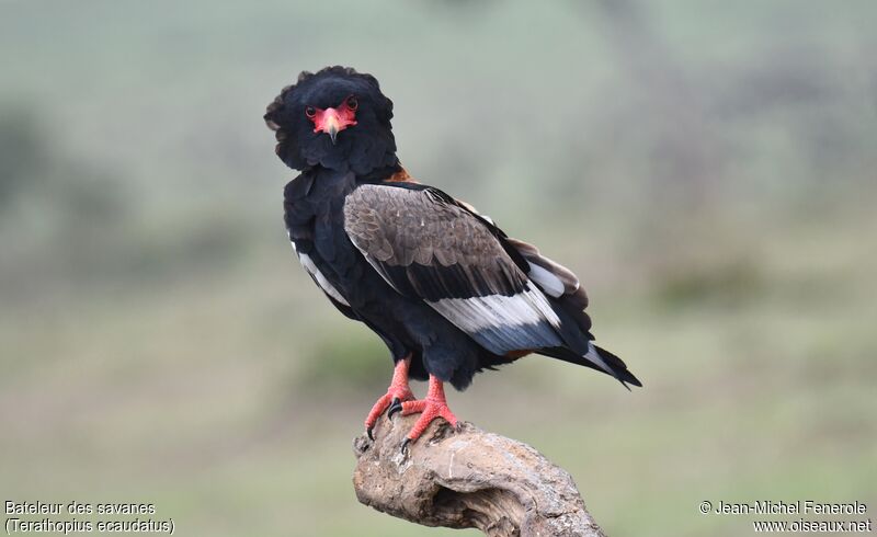 Bateleur des savanes