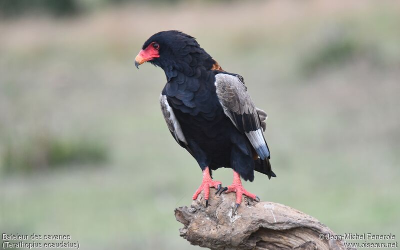 Bateleur