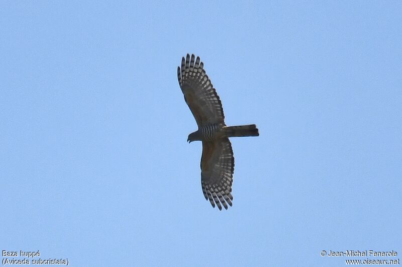 Pacific Baza