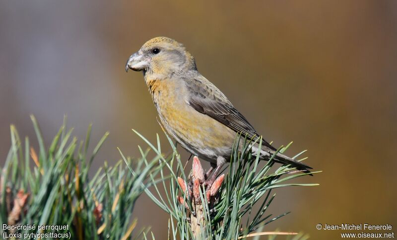 Parrot Crossbill