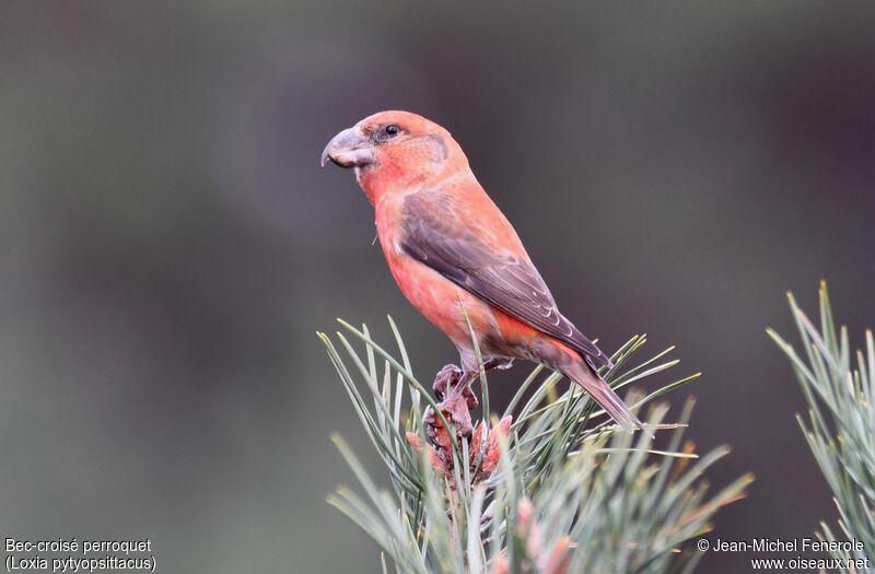 Parrot Crossbill