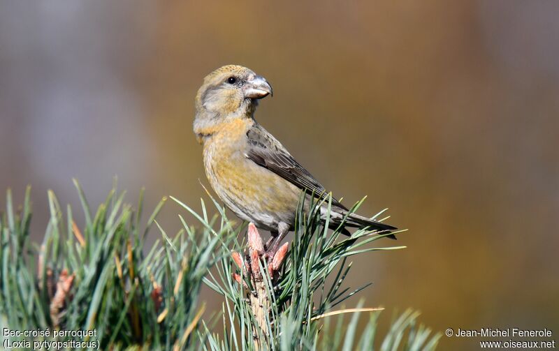 Parrot Crossbill