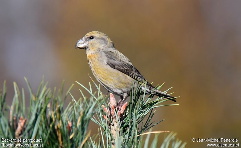 Parrot Crossbill