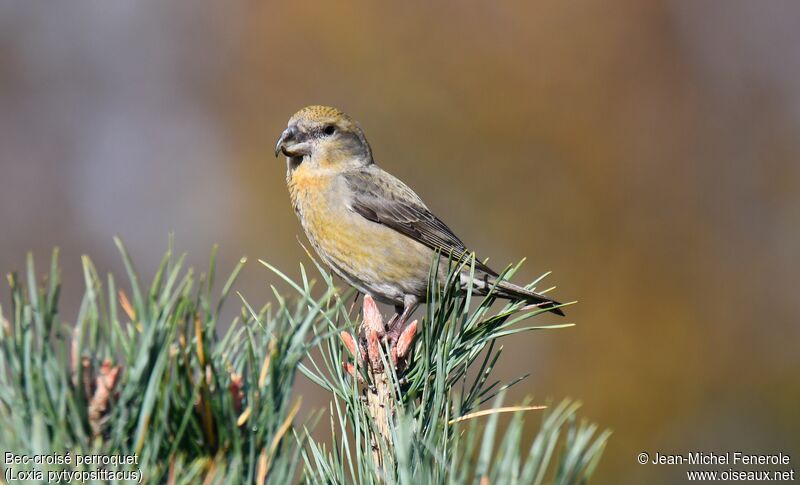 Parrot Crossbill