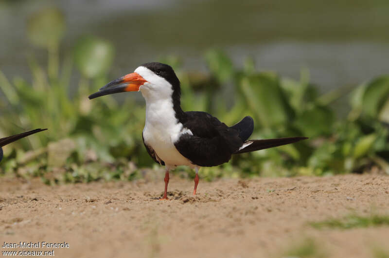 Black Skimmeradult, identification