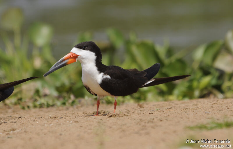 Black Skimmer