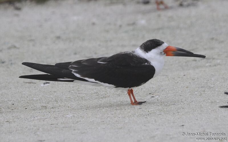 Black Skimmer