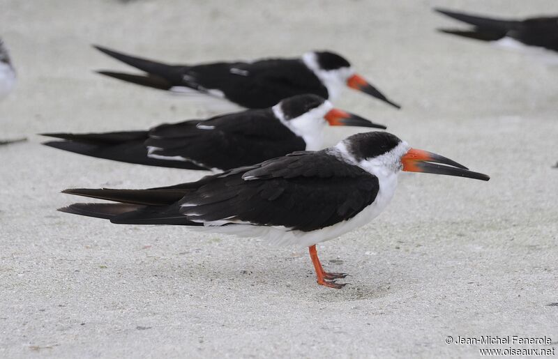 Black Skimmer