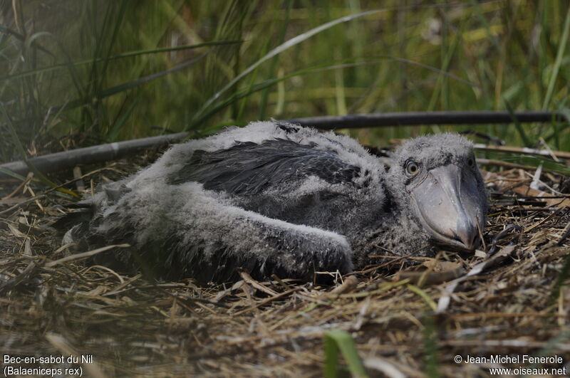 ShoebillPoussin