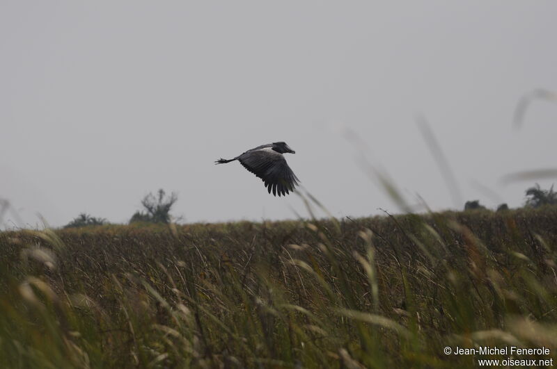 Shoebill