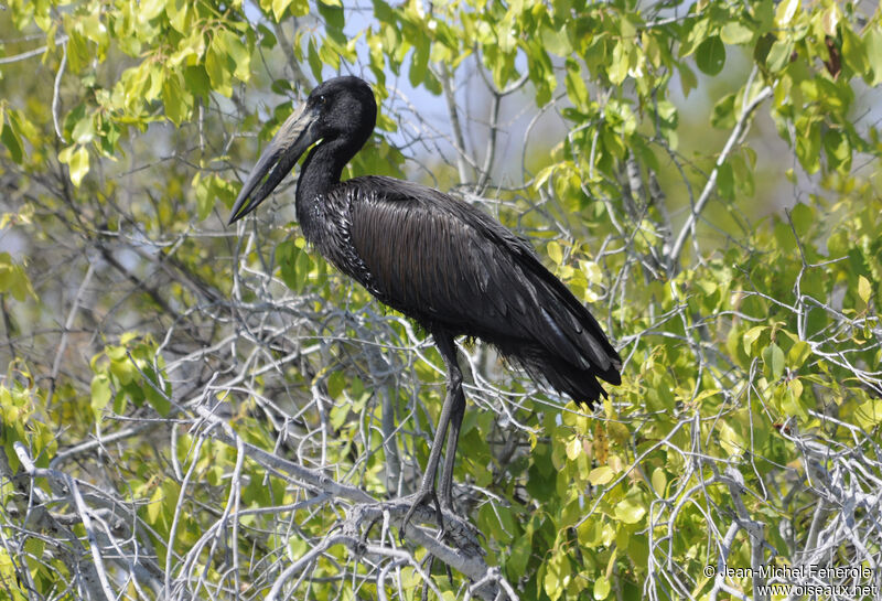 African Openbill