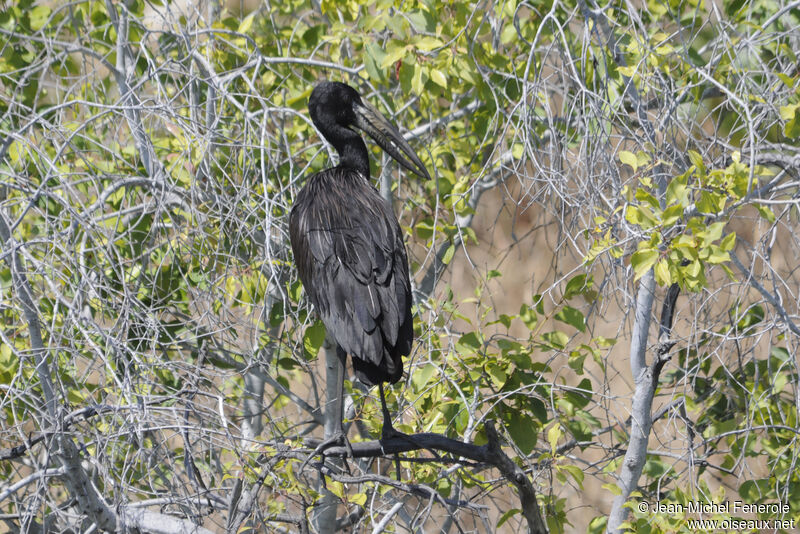 African Openbill