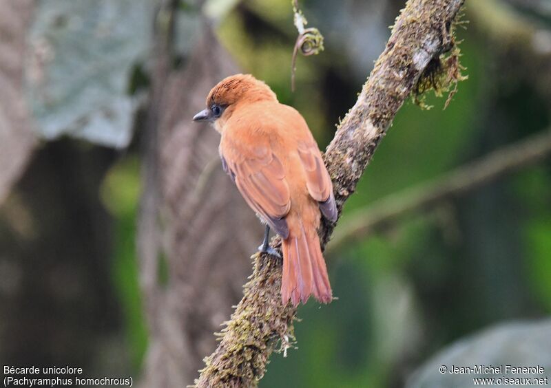 One-colored Becard female