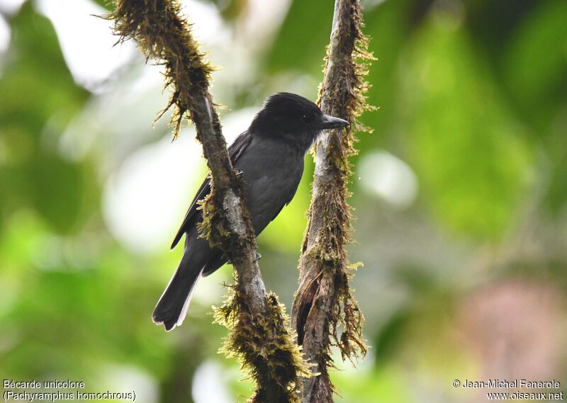 One-colored Becard male