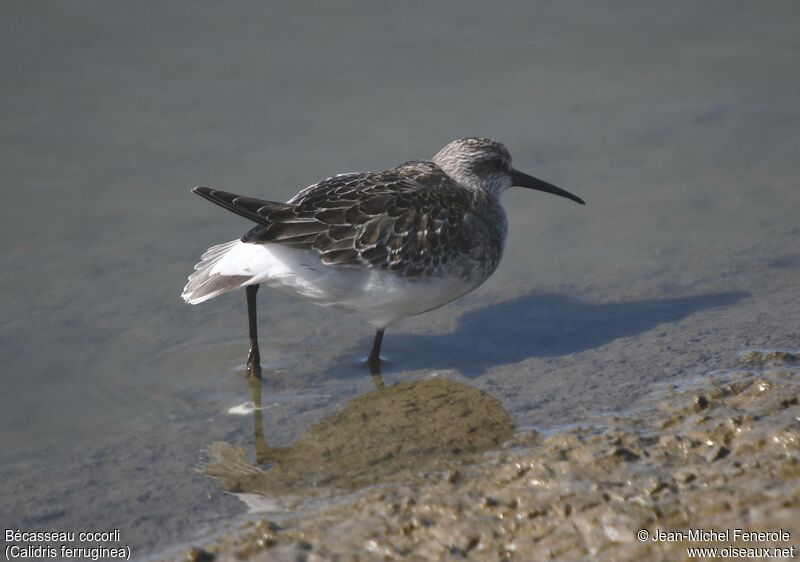 Curlew Sandpiper