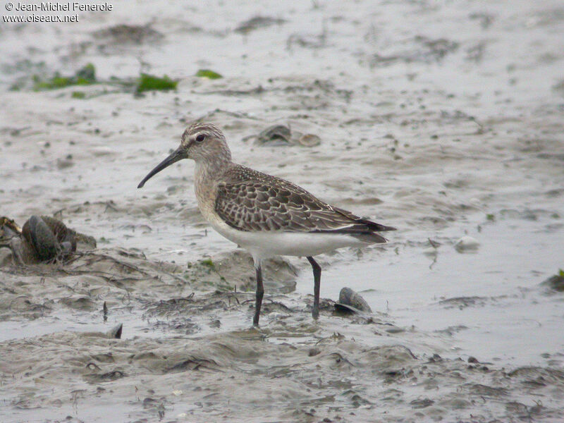 Curlew Sandpiper