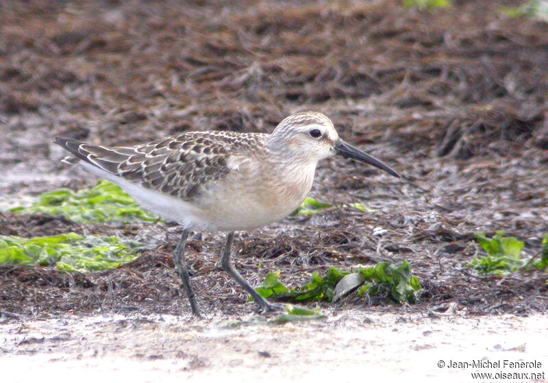 Curlew Sandpiper