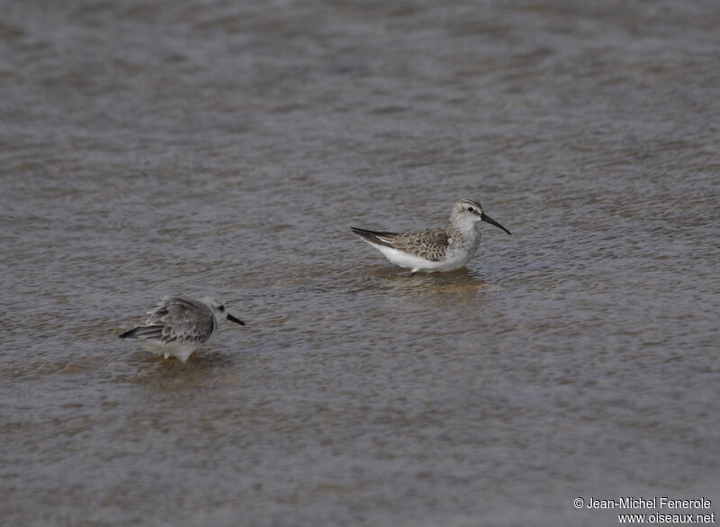 Curlew Sandpiper