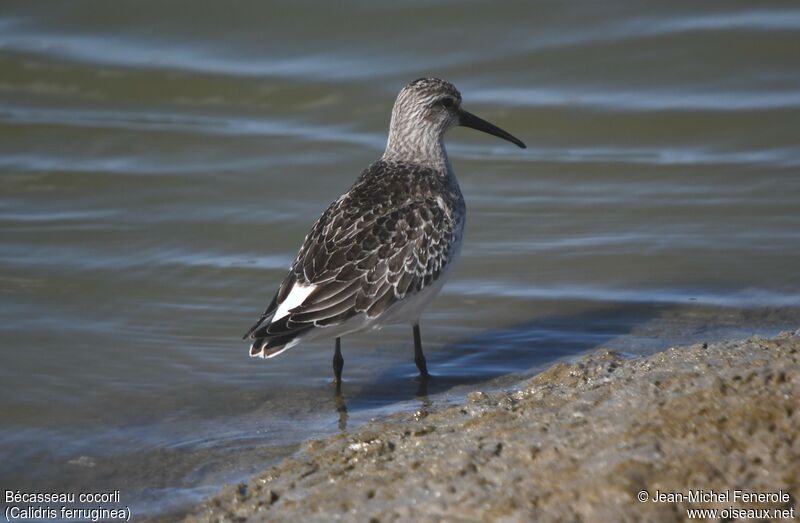 Curlew Sandpiper