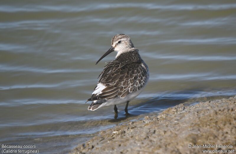 Curlew Sandpiper