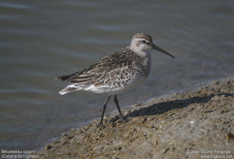 Curlew Sandpiper