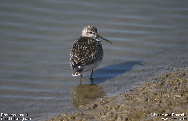 Curlew Sandpiper