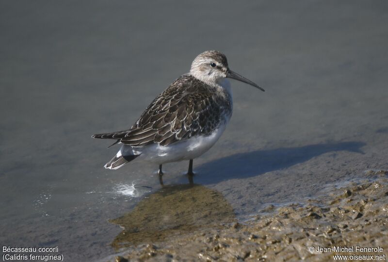 Curlew Sandpiper