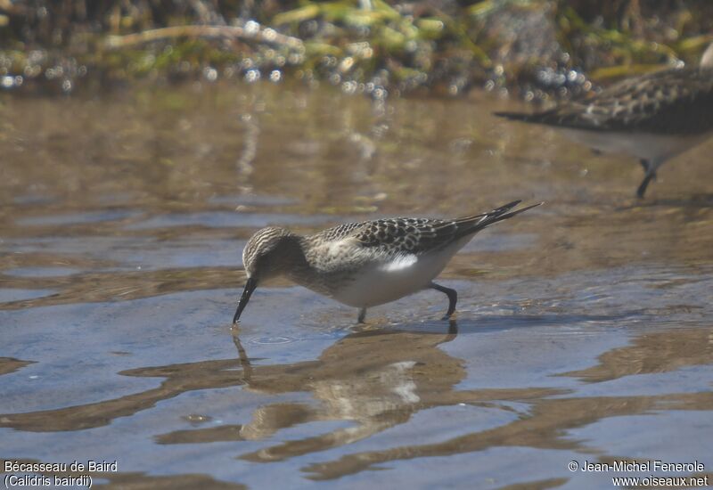 Baird's Sandpiper