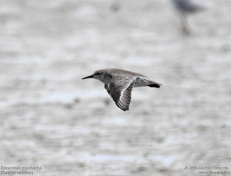 Red Knot