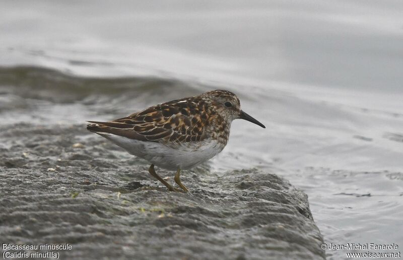 Least Sandpiper