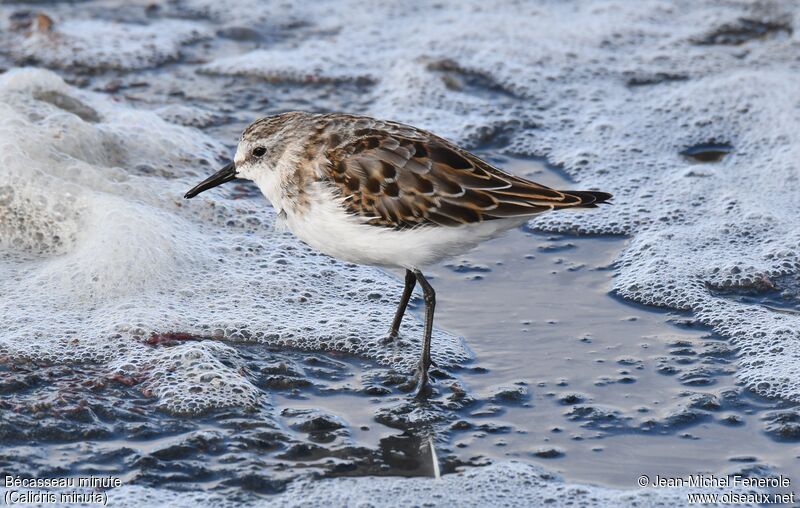 Little Stint