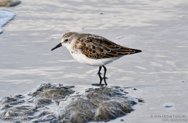 Little Stint