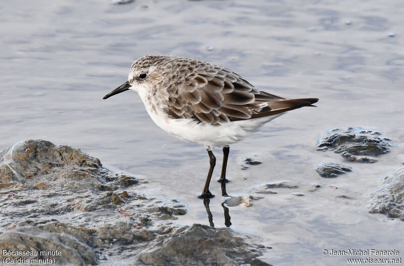 Little Stint