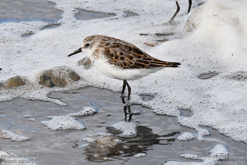 Little Stint