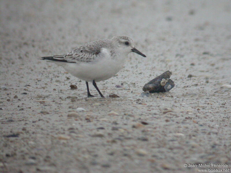 Bécasseau sanderling