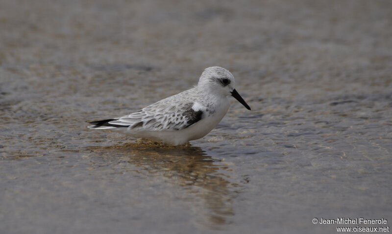 Bécasseau sanderling