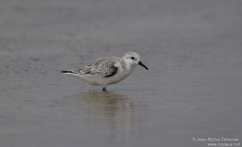 Bécasseau sanderling