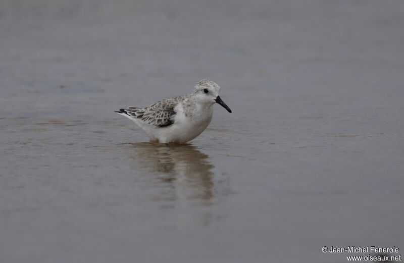 Bécasseau sanderling